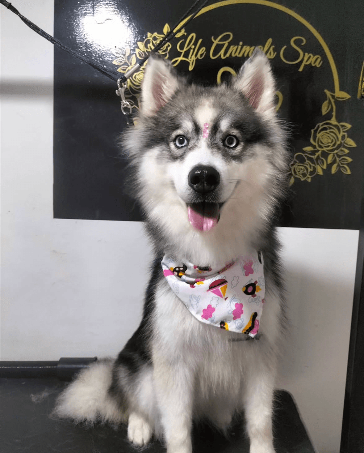Bellatrix, perro aseado en Life Animals Spa, peluquería canina en Pereira