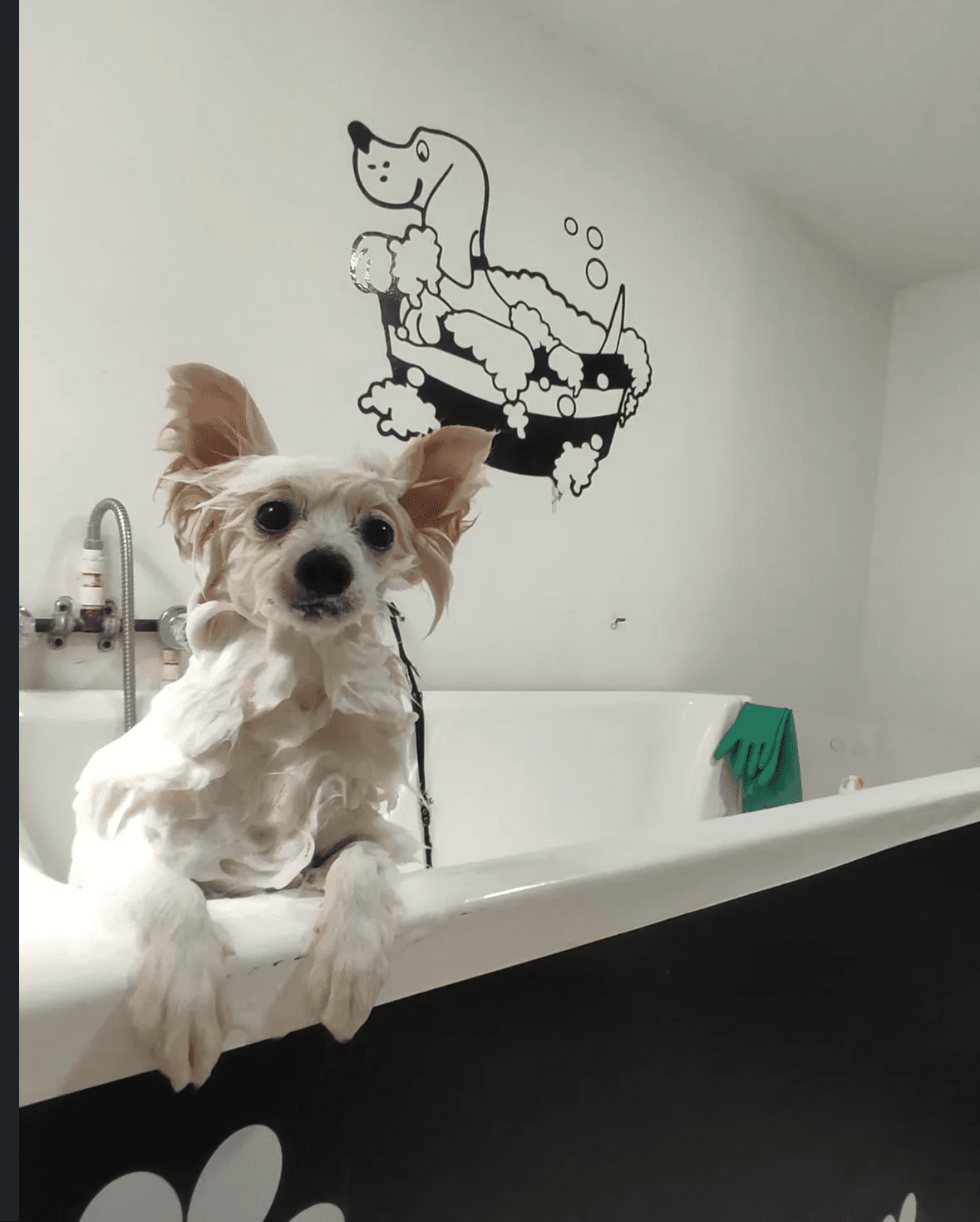 Coco, perro aseado en Life Animals Spa, peluquería canina en Pereira