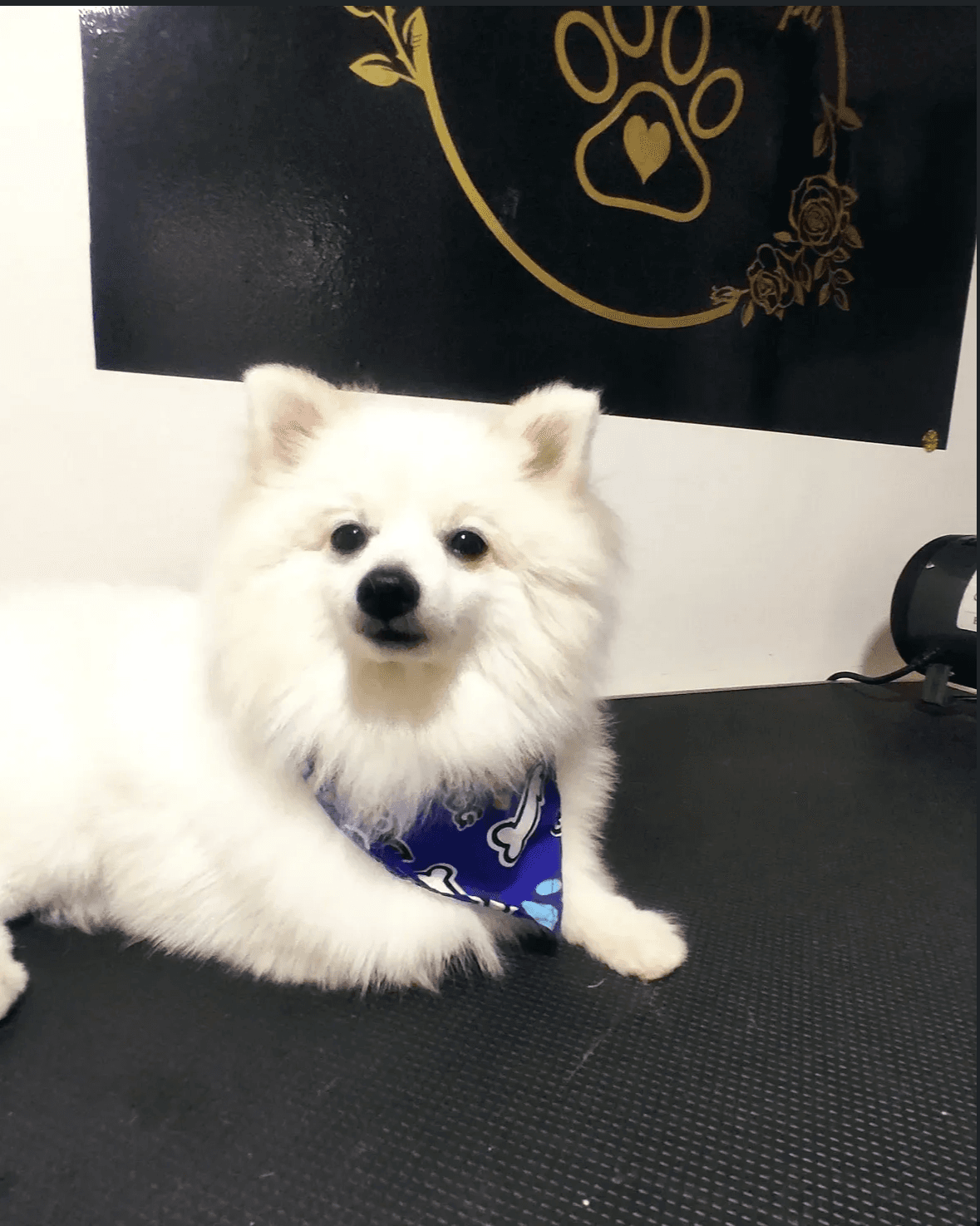 Coco después de su baño y secado, con el pelo suave y esponjoso, en Life Animals Spa