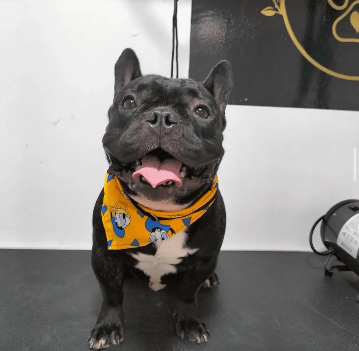 Joaquín, perro aseado en Life Animals Spa, peluquería canina en Pereira