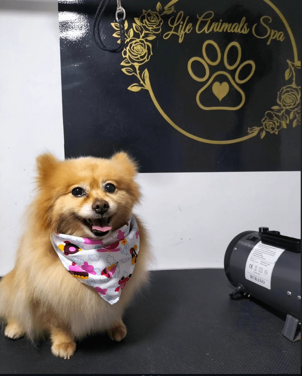 Kirka, perro aseado en Life Animals Spa, peluquería canina en Pereira