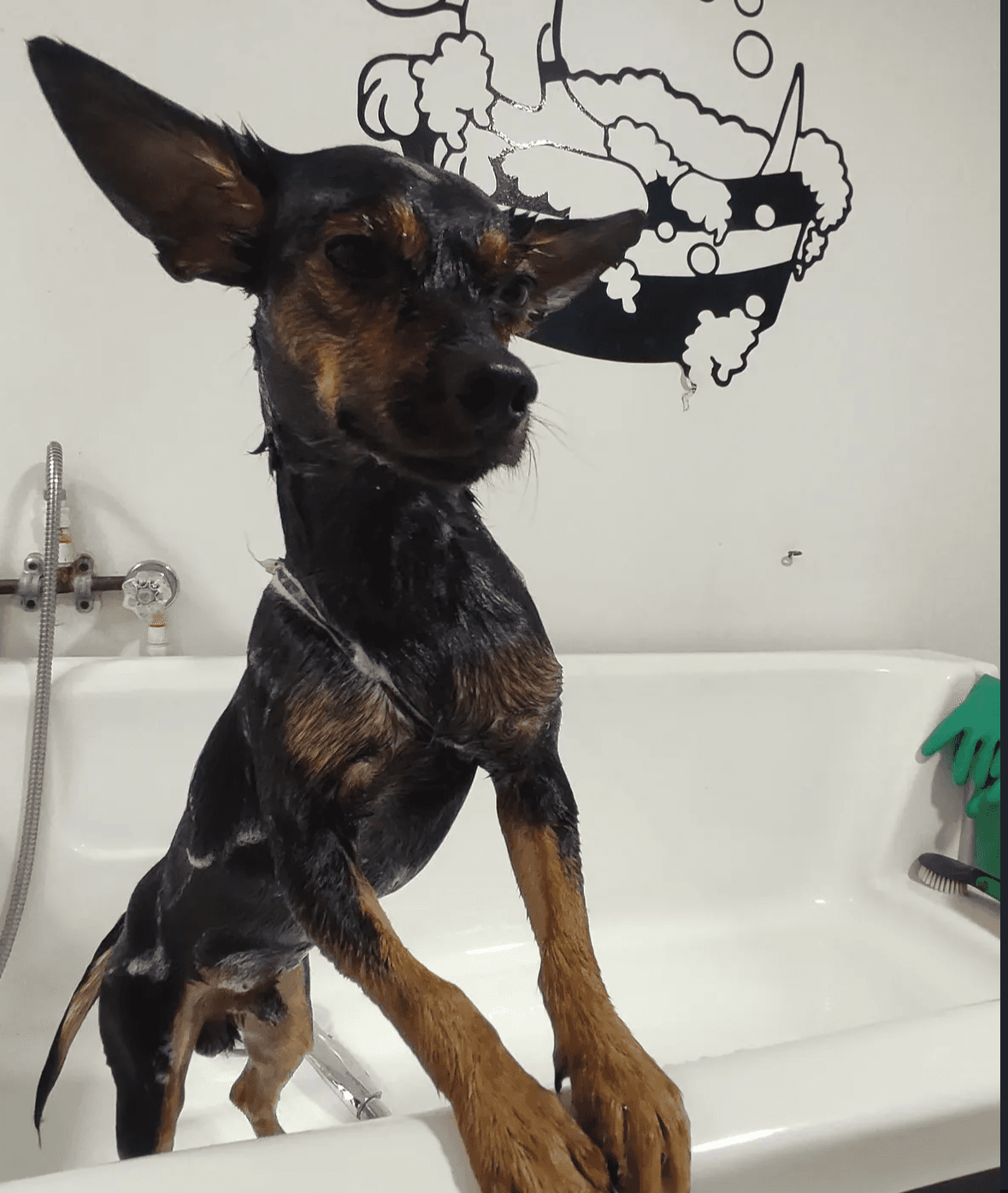 Logan, perro aseado en Life Animals Spa, peluquería canina en Pereira