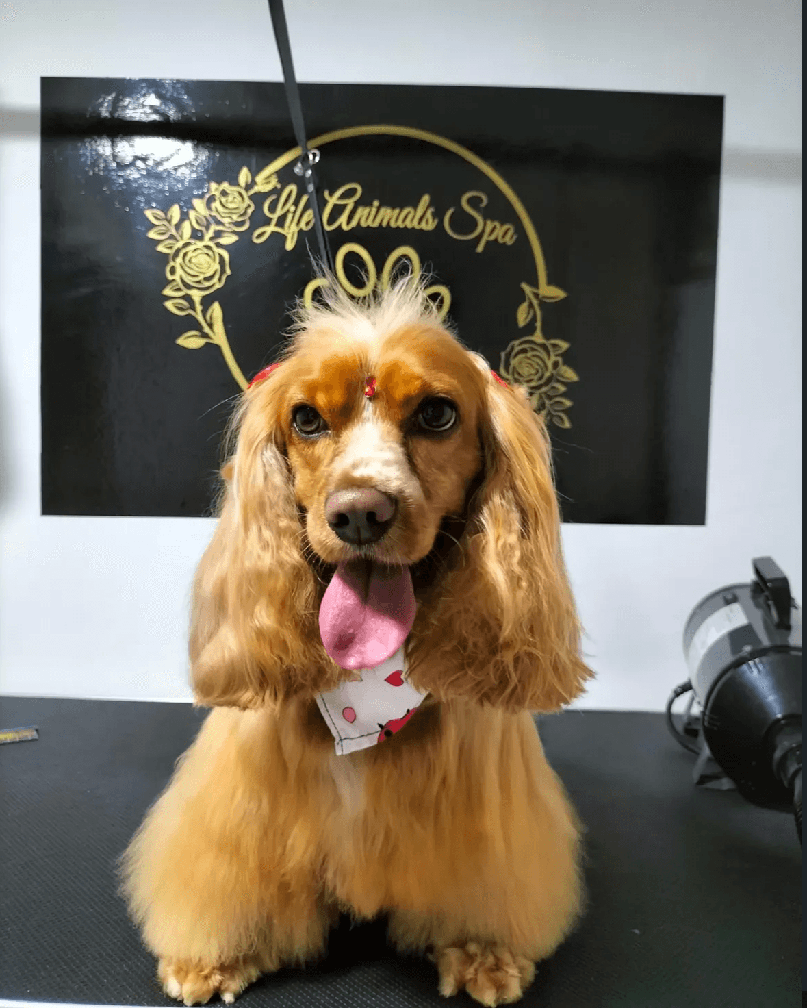 Luna, perro aseado en Life Animals Spa, peluquería canina en Pereira